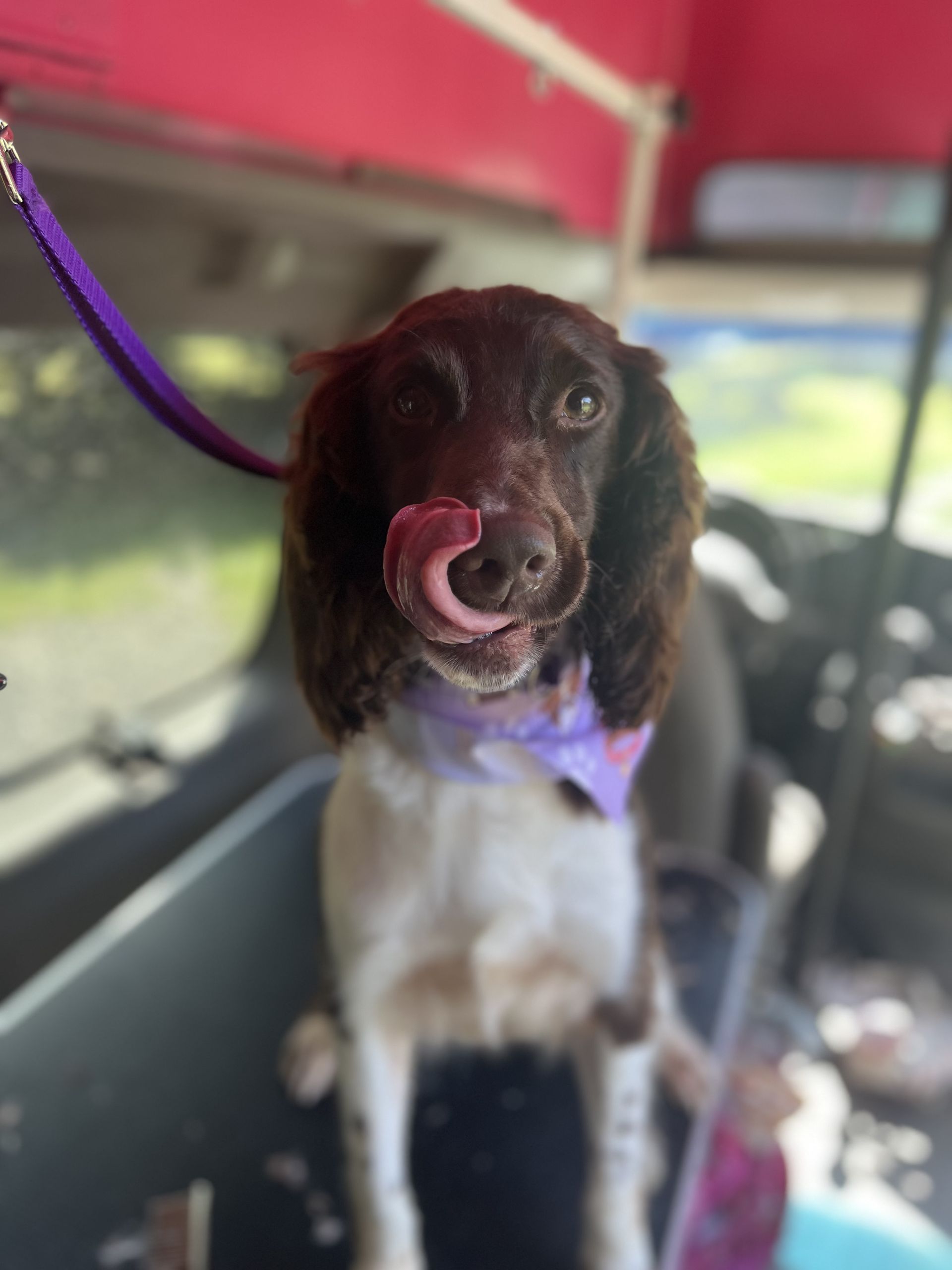 Soapy Paws Mobile Grooming gallery photo