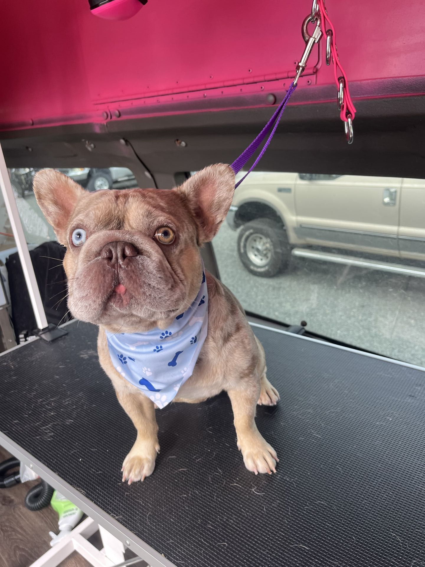 Soapy Paws Mobile Grooming gallery photo
