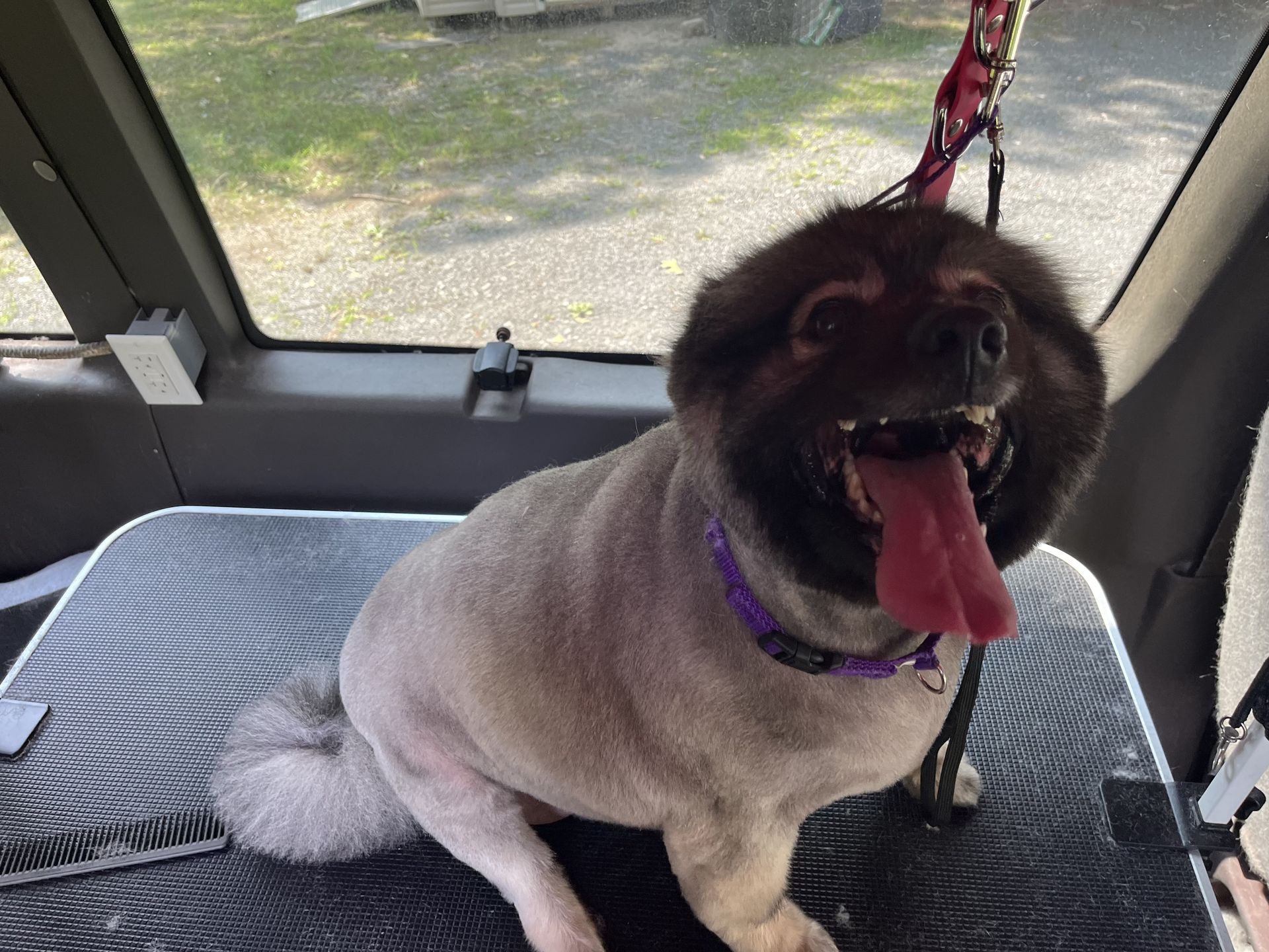 Soapy Paws Mobile Grooming gallery photo