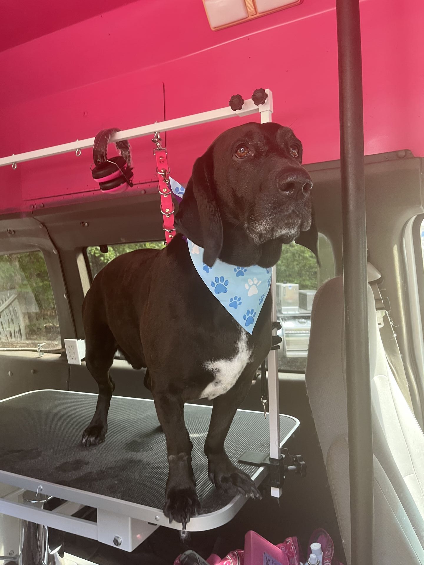 Soapy Paws Mobile Grooming gallery photo