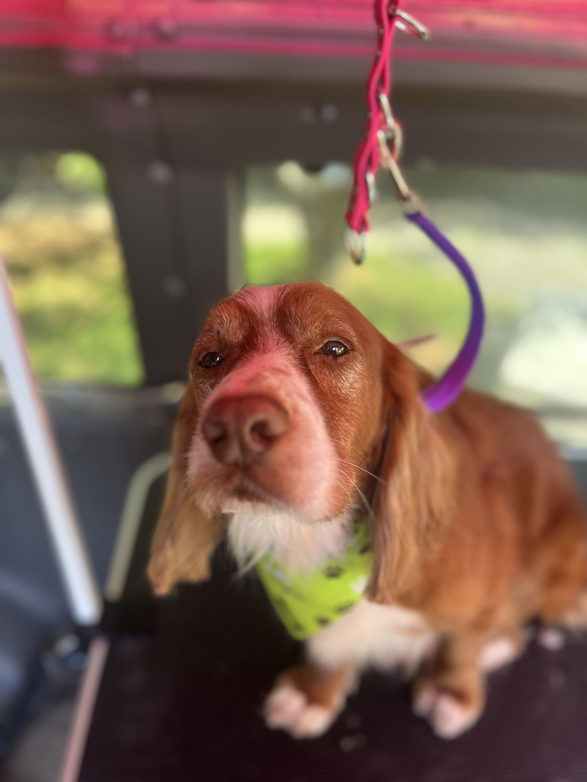 Soapy Paws Mobile Grooming gallery photo