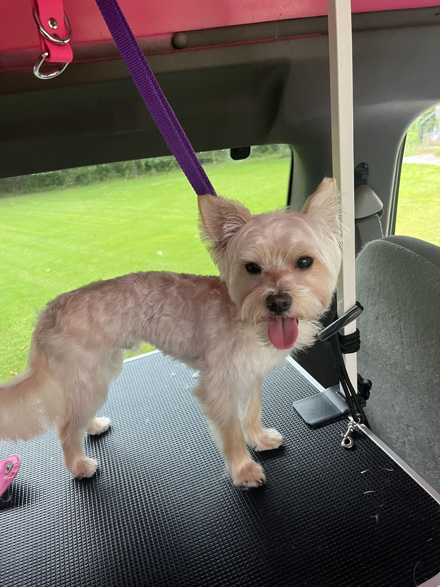 Soapy Paws Mobile Grooming gallery photo