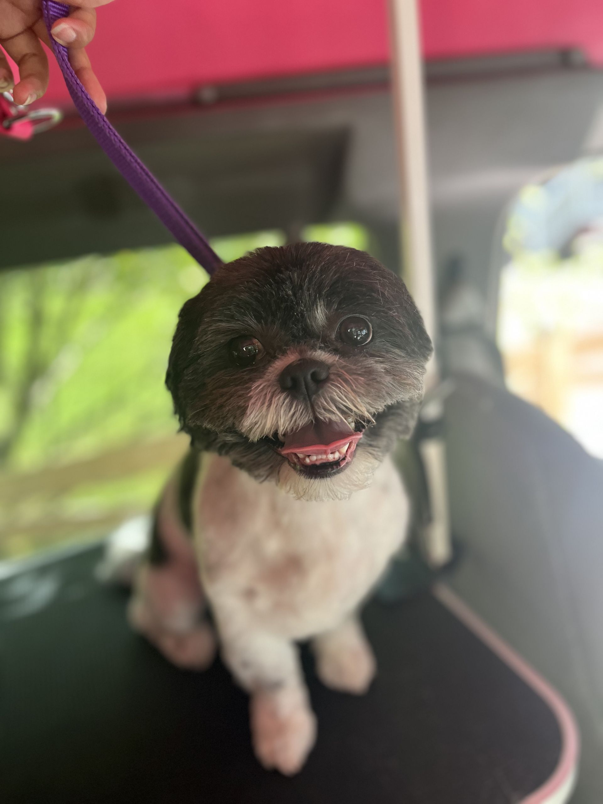 Soapy Paws Mobile Grooming gallery photo