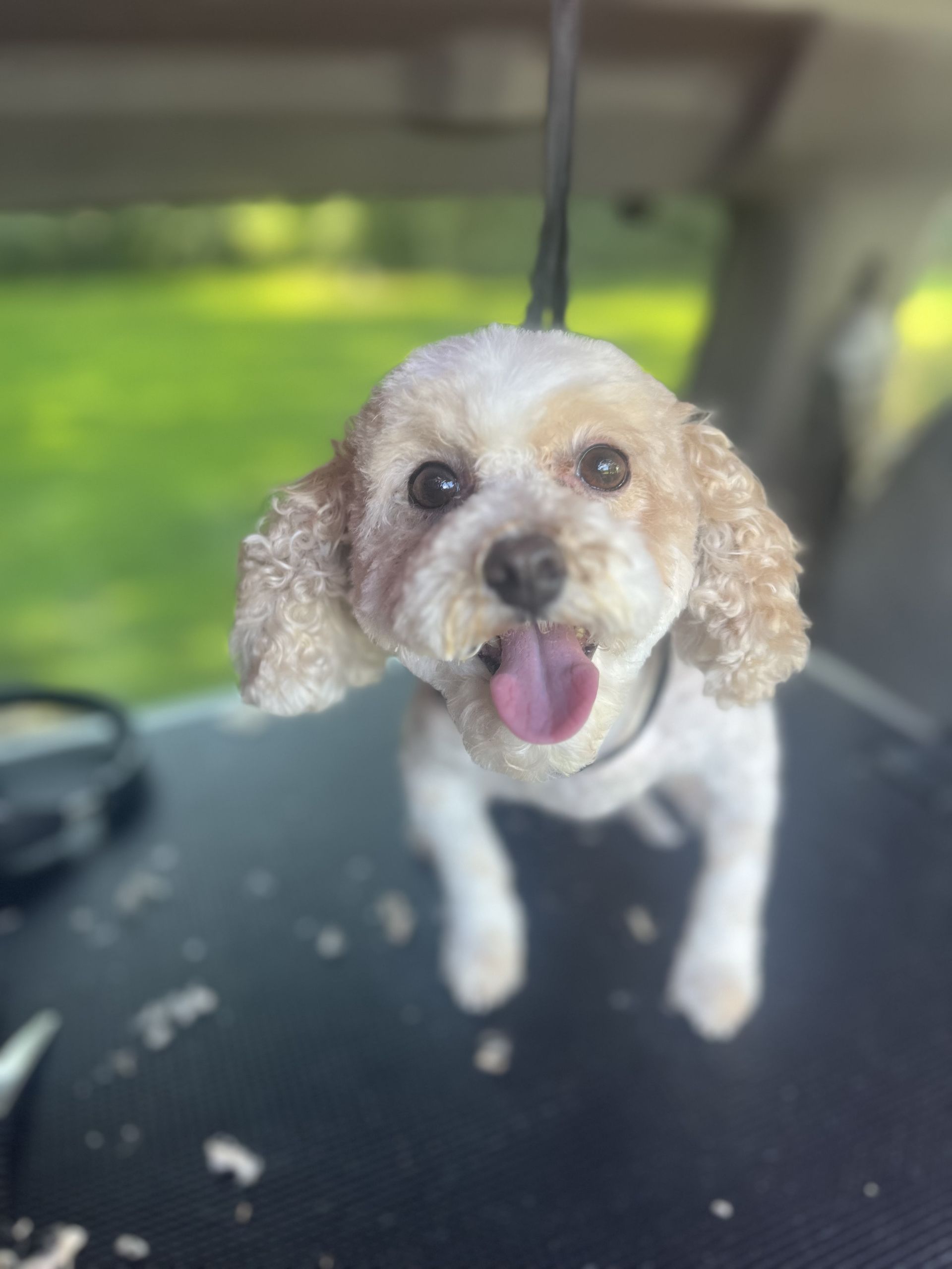 Soapy Paws Mobile Grooming gallery photo