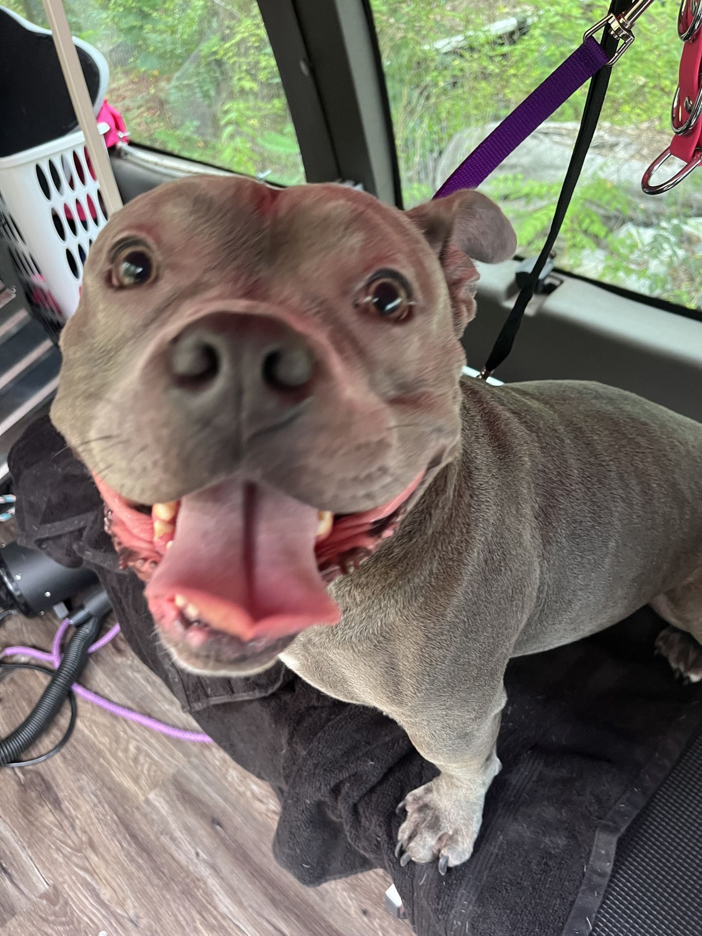 Soapy Paws Mobile Grooming gallery photo