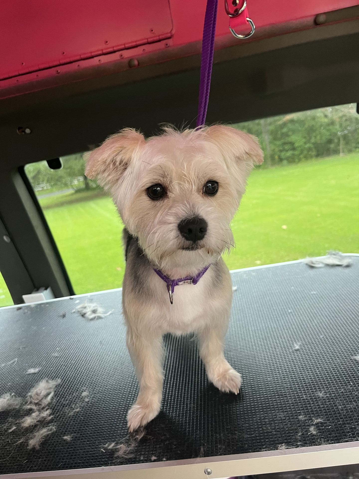 Soapy Paws Mobile Grooming gallery photo
